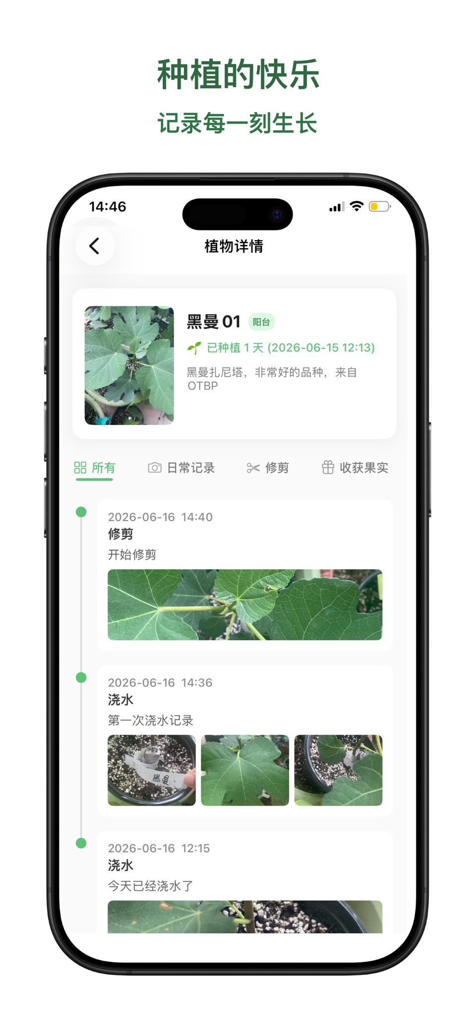 可可植记-植物养护日记 2