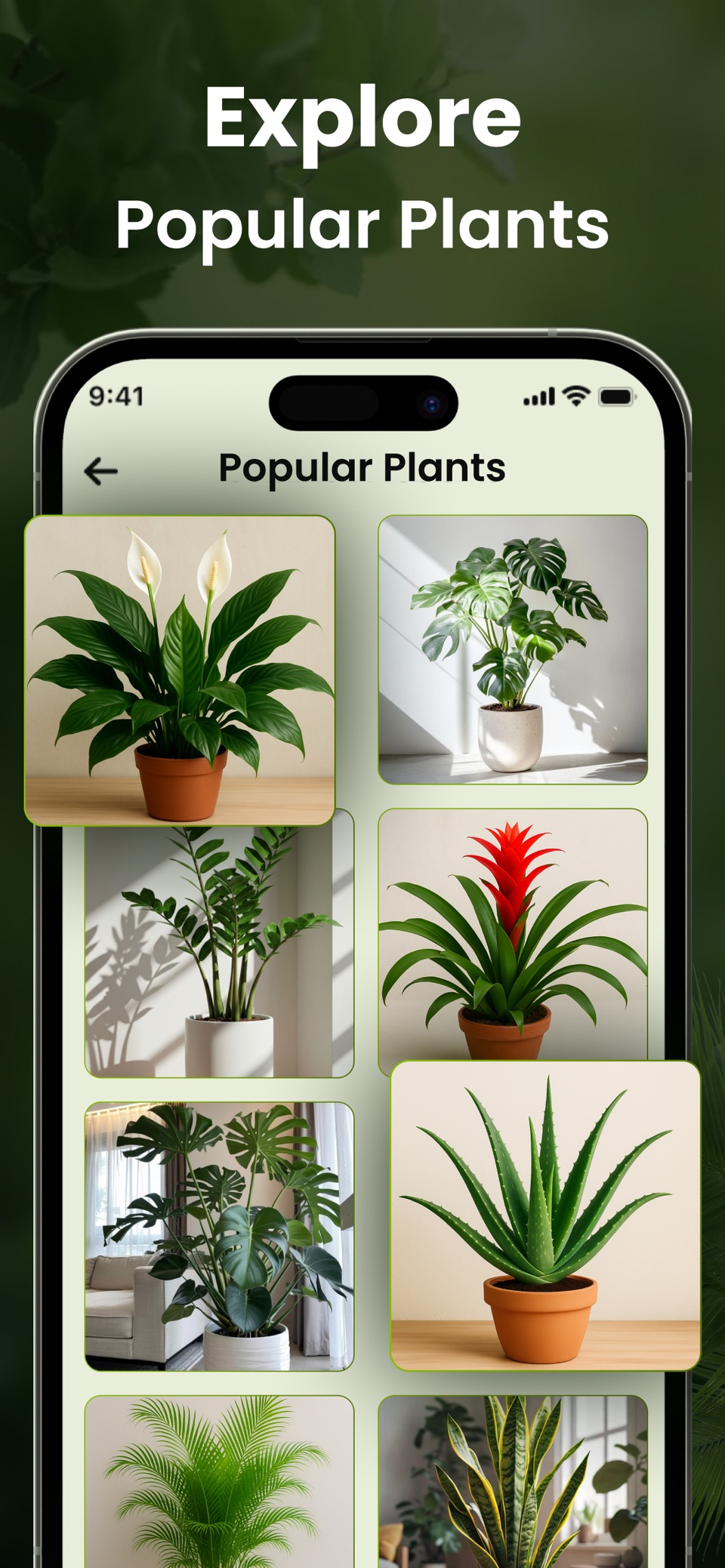 植物识别 - Leafio 7