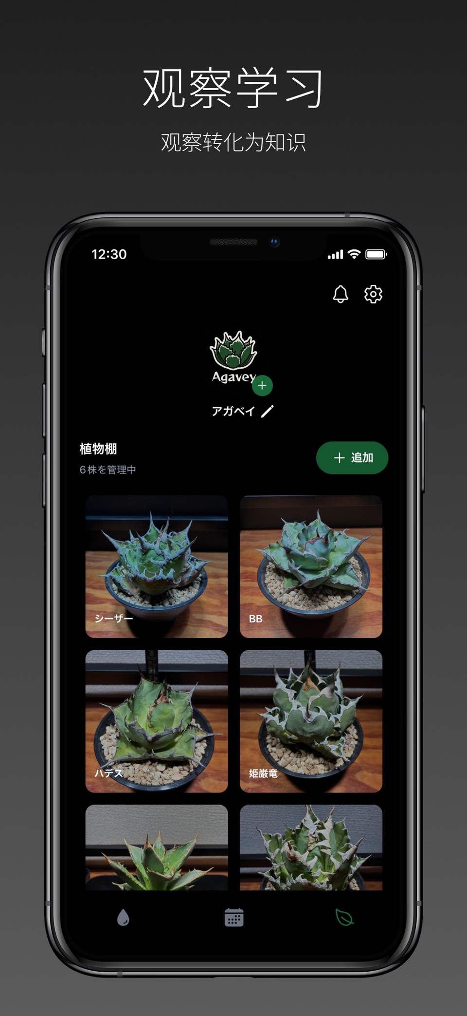 Agavey：龙舌兰·块根植物生长记录 3