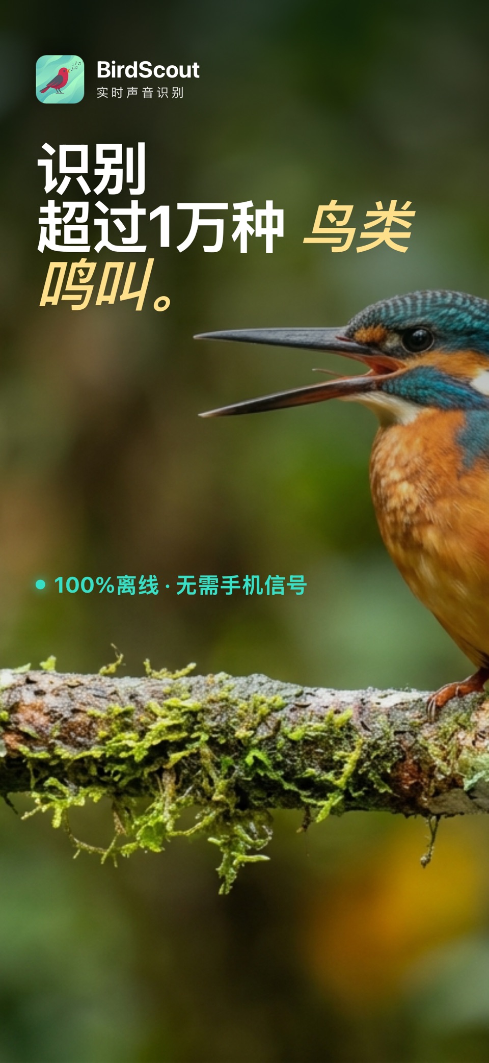 BirdScout 鸟叫声识别·观鸟图鉴 1