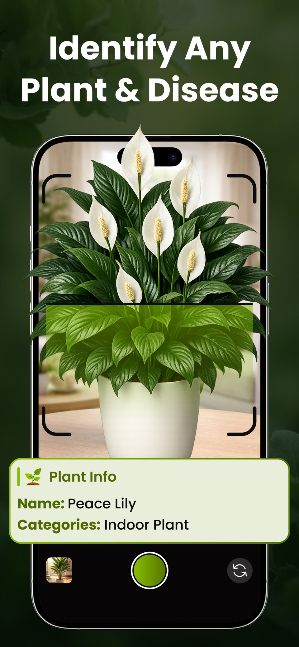 植物识别 - Leafio 1