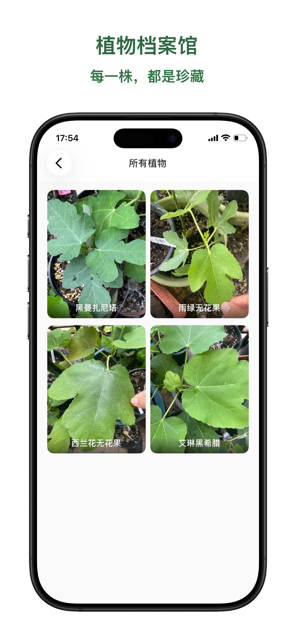 可可植记-植物养护日记 3