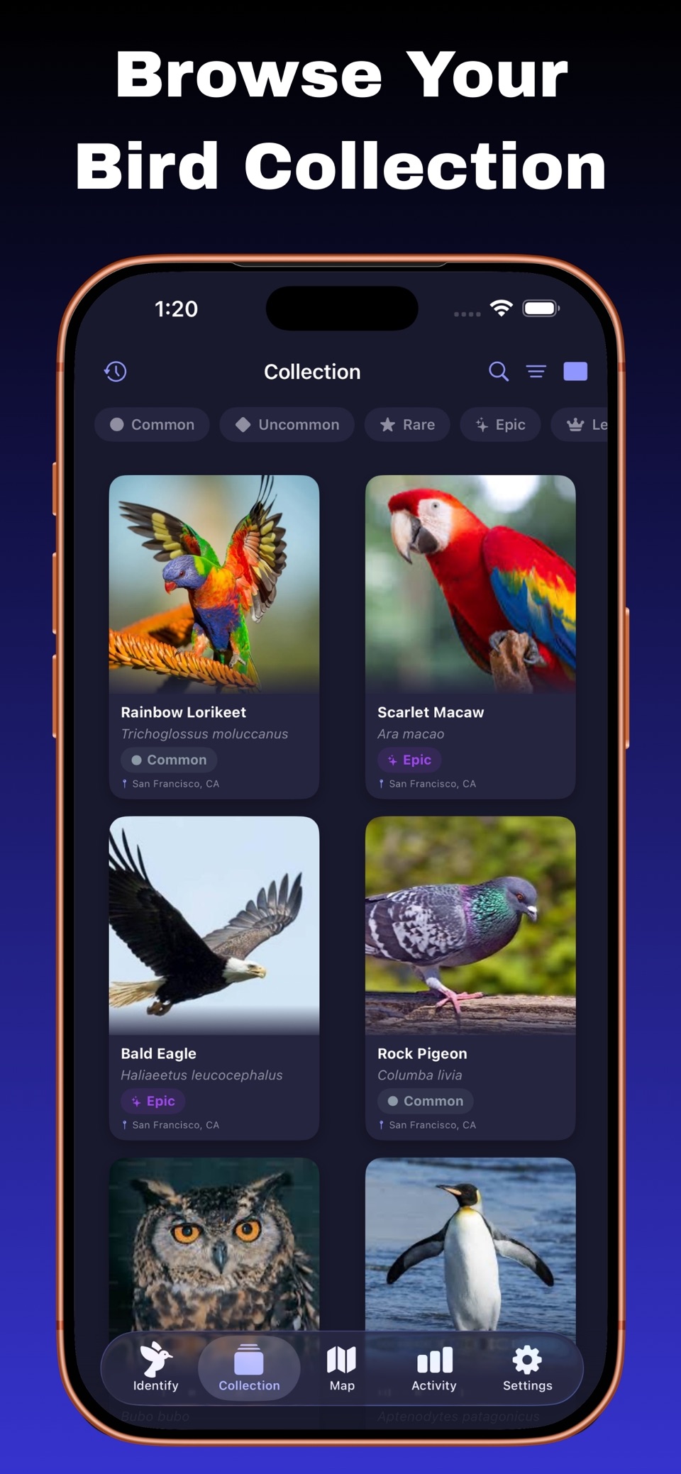 Bird Collection: AI识鸟 2